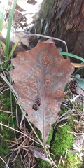 Cristulariella