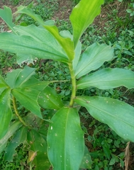 Costus pulverulentus