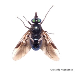 Dasyomma caeruleum