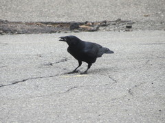 Corvus brachyrhynchos