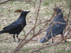 Corvus brachyrhynchos