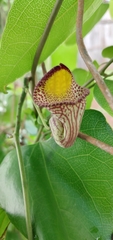 Aristolochia triangularis