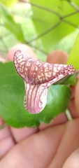Aristolochia triangularis