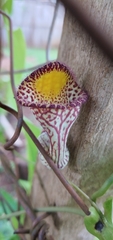 Aristolochia triangularis