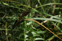 Carex altaica