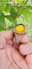 Aristolochia triangularis