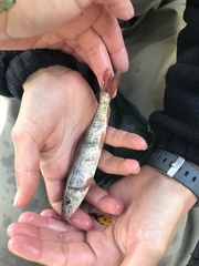 Catostomus occidentalis