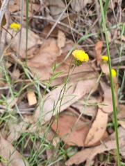 Leptorhynchos nitidulus
