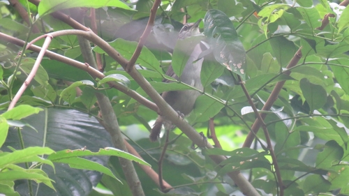 Canebrake Wren (Cantorchilus zeledoni), photo 7