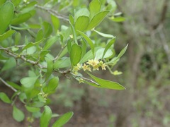 Condalia hookeri