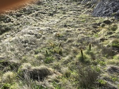 Aciphylla squarrosa squarrosa