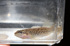 Etheostoma radiosum