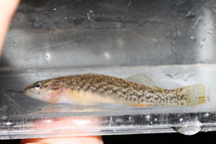 Etheostoma radiosum