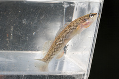Etheostoma radiosum