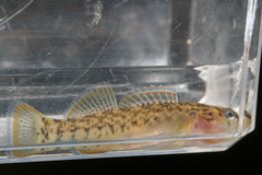 Etheostoma radiosum