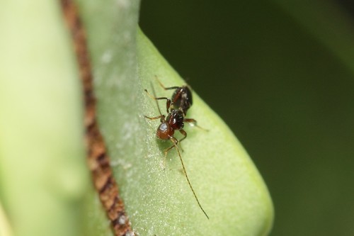 Spathius perdebilis, 2021-11-22