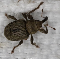 Neochetina eichhorniae
