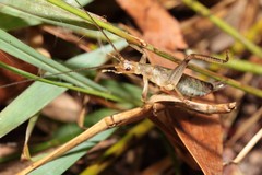 Leptogryllus kaala