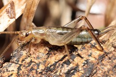 Leptogryllus kaala