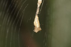 Cyclosa simplicicauda