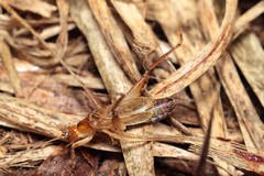 Prognathogryllus makai