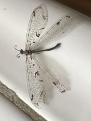 Dendroleon speciosus