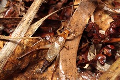 Prognathogryllus makai