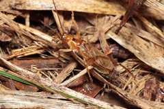 Prognathogryllus makai