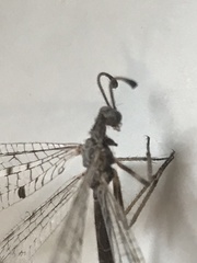 Dendroleon speciosus