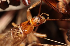 Prognathogryllus makai