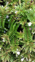 Veronica elliptica