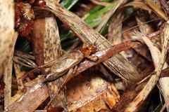 Prognathogryllus makai