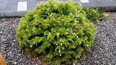 Veronica elliptica