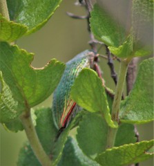 Psiloptera cribrosa