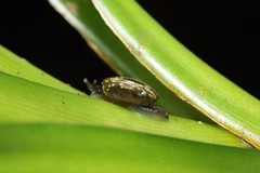 Philonesia