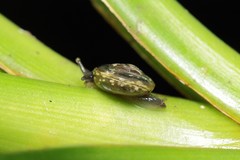 Philonesia