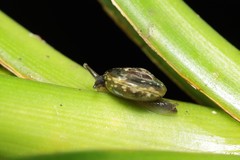 Philonesia