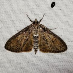 Palpita arsaltealis