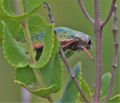 Psiloptera cribrosa