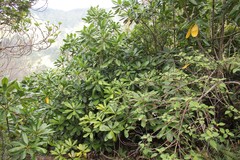 Pteralyxia laurifolia