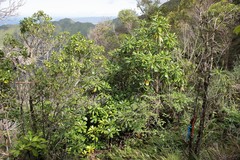 Pteralyxia laurifolia