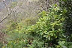 Pteralyxia laurifolia