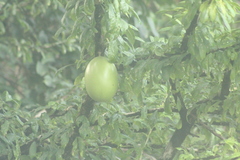 Crescentia cujete image