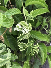 Heliotropium sarmentosum