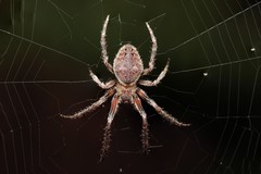 Araneus kapiolaniae