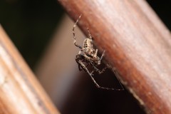 Araneus kapiolaniae