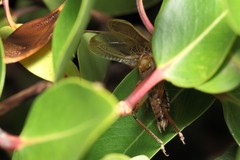 Prognathogryllus makai