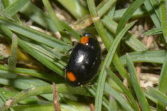 Hyperaspis campestris