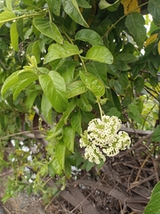 Heliotropium sarmentosum