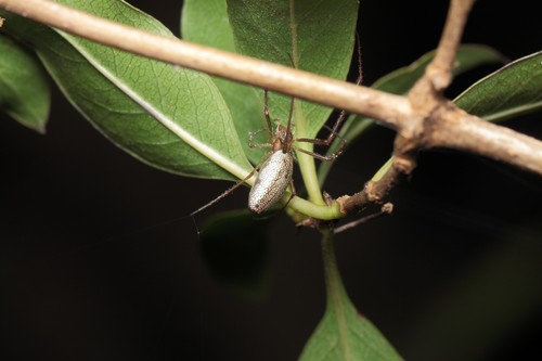 Tetragnatha hawaiensis, 2021-11-23